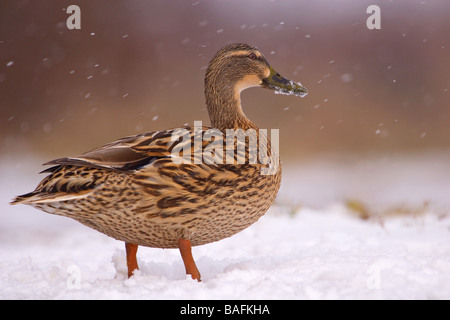 Stockente im Schnee North Lincolnshire Vereinigtes Königreich Stockfoto