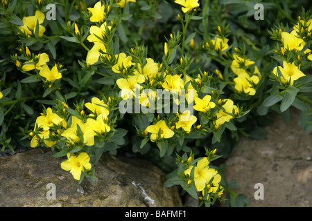 Baum, Flachs oder strauchige Flachs, "Linum" Aff. Arboreum, Leingewächse, Crete Stockfoto