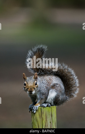 Ein graues Eichhörnchen schleicht caroliniensis. Stockfoto