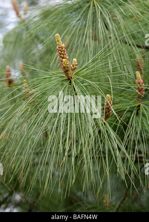 Bhutan-Kiefer, Pinus Wallichiana, Tannenbäumen, zentralen und östlichen Himalaya und Nepal Stockfoto