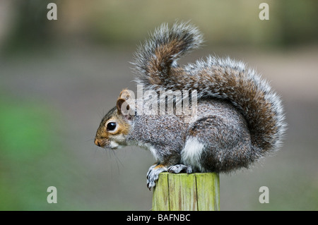 Ein graues Eichhörnchen Sciurus caroliniensis Stockfoto