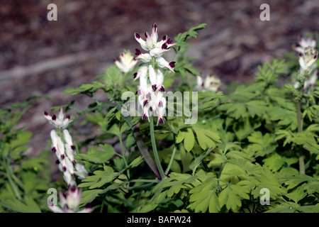 White-Ramping Erdrauch - Fumaria Capreolata - Familie Berberidaceae Stockfoto