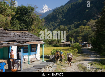 Trekking durch das Dorf Shauli Basar mit Anzeigen hinter Porters Stockfoto