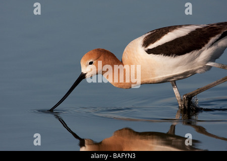 Amerikanische Säbelschnäbler (Recurvirostra Americana) Essen, Palo Alto Bayland, Kalifornien, USA Stockfoto