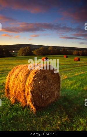 Eine Landschaft von Rollen Heu in einem grünen Feld schön von der goldenen Morgenlicht beleuchtet. Stockfoto