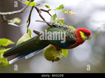 Papagei am Feigenbaum Stockfoto