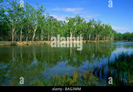 River Red Gum Forest Murray River New South Wales Australien Stockfoto