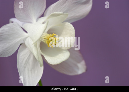 Weiße Akelei (Aquilegia) Stockfoto