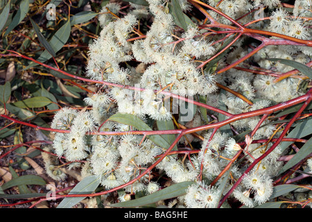 Backbutt Blumen-Eukalyptus Pilularis - Familie Myrtaceae Stockfoto