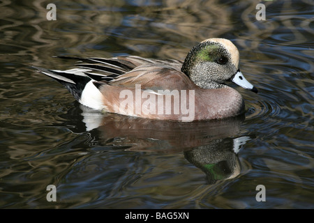 Männliche amerikanische Pfeifente Mareca Americana (ehemals Anas americana) Schwimmen bei Martin bloße WWT Lancashire, Großbritannien Stockfoto