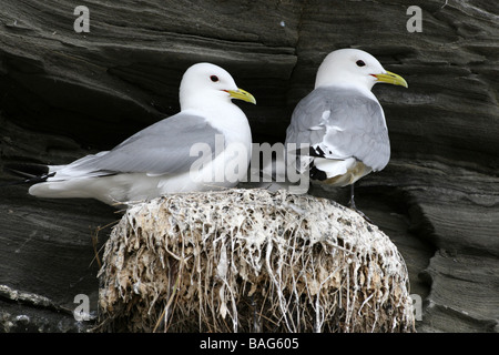 Zwei Erwachsene schwarz-legged Dreizehenmöwen Rissa Tridactyla mit Küken auf Sea Cliff Nest in Northumberland, UK Stockfoto