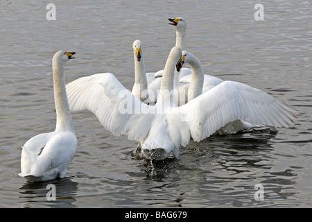 Whooper Schwäne Cygnus Cygnus Anzeige genommen bei Martin bloße WWT, Lancashire UK Stockfoto