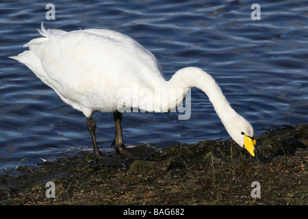 Einsamer Whooper Schwan Cygnus Cygnus Fütterung bei Martin bloße WWT, Lancashire UK Stockfoto