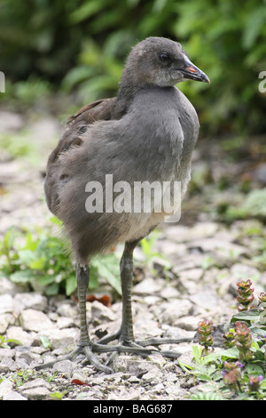 Porträt des Juvenille gemeinsamen Moorhen Gallinula Chloropus genommen bei Martin bloße WWT, Lancashire UK Stockfoto