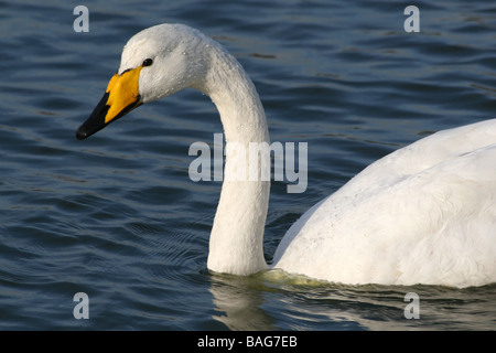 Kopf und Hals der Whooper Schwan Cygnus Cygnus am Caerlaverlock WWT, Dumfries & Galloway, Schottland Stockfoto