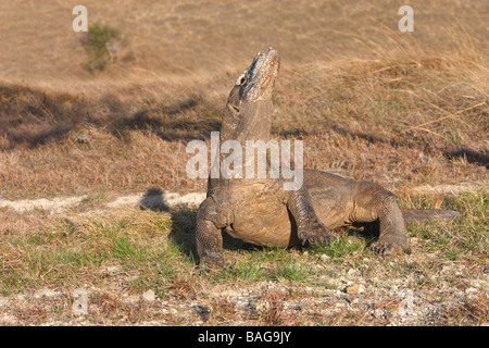 Komodo-Waran (Varanus Komodoensis) mit Kopf erhoben Stockfoto