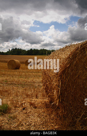 Mehrere Runde Strohballen in ein Feld-Wald in der Ferne und einen stürmischen Himmel Limousin Frankreich Stockfoto