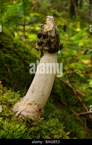 Eine Stinkmorchel Pilz Phallus Impudicus durch Moos im Mischwald wächst Stockfoto