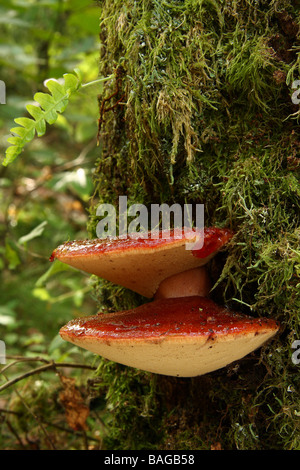 Zwei junge Beefsteak Pilze Fistulina Hepatica wachsen am Stamm eines Baumes in der Region Limousin in Frankreich Stockfoto