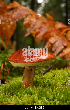 Eine Bucht Steinpilze Boletus Badius wächst in moosigen Wald nach einem regen die Kappe nass und glänzend Limousin-Frankreich Stockfoto