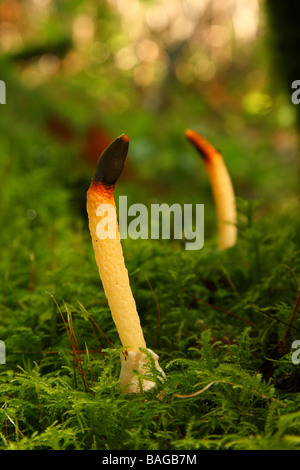 Zwei Hund Stinkmorchel Pilze Mutinus Caninus wächst in moosigen Wald Limousin-Frankreich Stockfoto