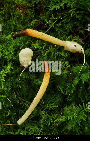 Zwei Hund Stinkmorchel Pilze Mutinus Caninus auf Moos zusammen mit einem ungeöffneten Ei gelegt Stockfoto