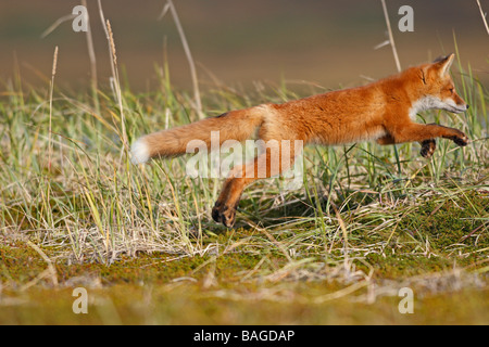 Rotfuchs (Vulpes Vulpes).  Jugendliche aus dem laufenden Jahr Stockfoto