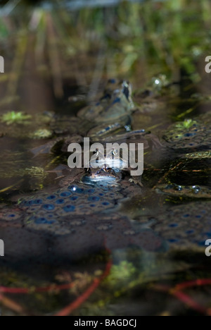 Frosch-Laich und zwei gemeinsamen Frösche in einem Gartenteich Stockfoto