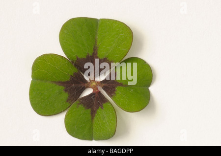 Studio Bild, Blatt, gute Lucky Leaf, Lucky Clover (Oxalis Deppei, Oxalis Tetraphylla) Stockfoto