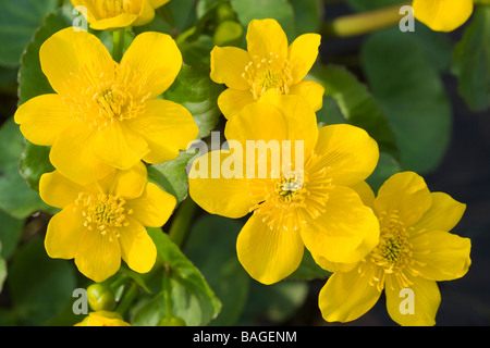 Marsh Marigold, Caltha Palustris. VEREINIGTES KÖNIGREICH. Stockfoto