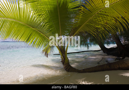 Palmen gesäumten Strand auf Palau Mikronesien Palau Stockfoto