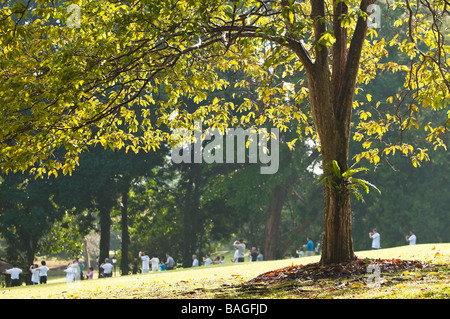 Großen Baumkronen Stockfoto