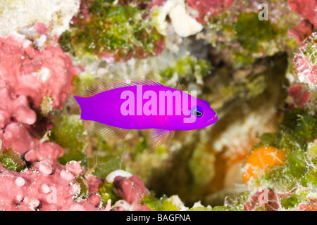 Magenta Dottyback Pseudochromis Porphyreus Turtle Cove Mikronesien Palau Stockfoto