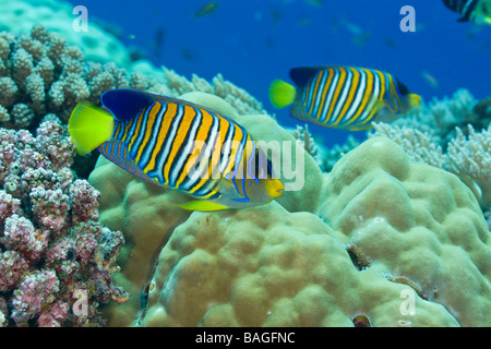 Königliche Kaiserfisch Pygoplites Diacanthus Turtle Cove Mikronesien Palau Stockfoto