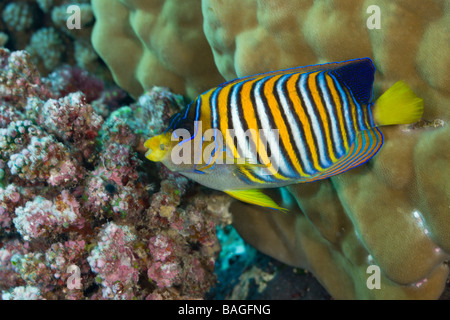 Königliche Kaiserfisch Pygoplites Diacanthus Turtle Cove Mikronesien Palau Stockfoto