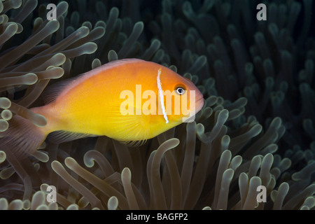 Rosa Anemonefish Amphiprion Perideraion Turtle Cove Mikronesien Palau Stockfoto