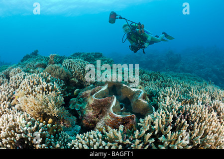 Taucher und Riesenmuschel Tridacna Squamosa Mikronesien Palau Stockfoto