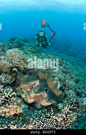 Taucher und Riesenmuschel Tridacna Squamosa Mikronesien Palau Stockfoto