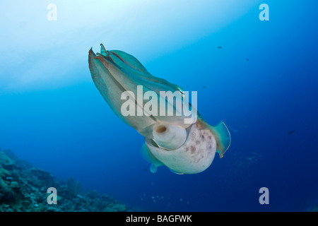 Broadclub Tintenfisch Sepia finden Mikronesien-Palau Stockfoto