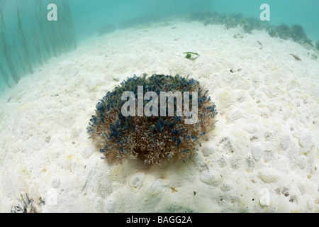Upside-Down Qualle auf Sand Cassiopea Andromeda Risong Bay Mikronesien Palau Stockfoto