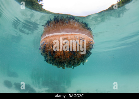 Upside-Down Quallen an Oberfläche Cassiopea Andromeda Risong Bay Mikronesien Palau Stockfoto