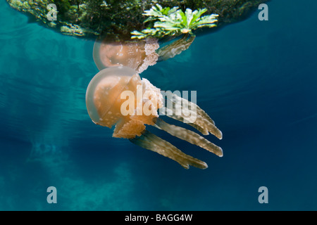 Quallen Matigias Mastigias Papua Risong Bay Mikronesien Palau Stockfoto