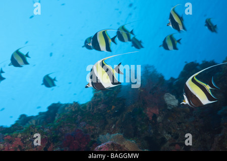 Wimpel Bannerfish Heniochus Diphreutes blaue Ecke-Mikronesien-Palau Stockfoto