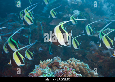 Wimpel Bannerfish Heniochus Diphreutes blaue Ecke-Mikronesien-Palau Stockfoto