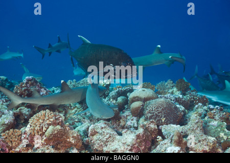 Haie und Giant Trevally Jagd zusammen Triaenodon Obesus Caranx Ignobilis blaue Ecke-Mikronesien-Palau Stockfoto