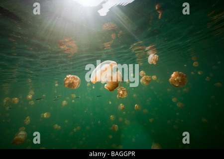 Endemische Mastigias Quallen Mastigias Papua Etpisonii Jellyfish Lake Mikronesien Palau Stockfoto