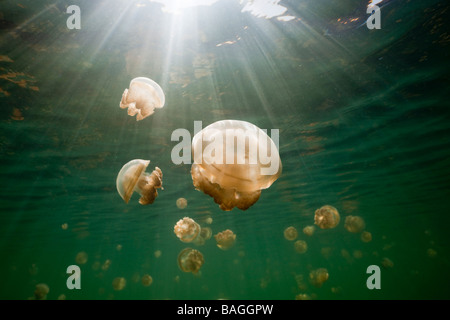 Endemische Mastigias Quallen Mastigias Papua Etpisonii Jellyfish Lake Mikronesien Palau Stockfoto