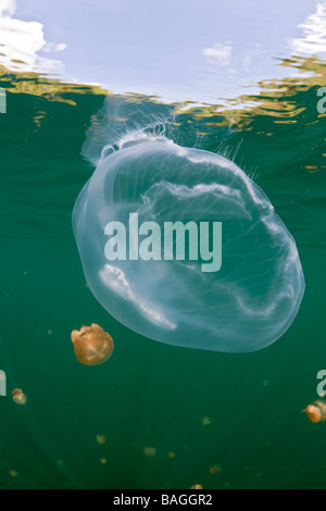 Riesigen Mond Qualle im Jellyfish Lake Golden Golden Jellyfish Lake Mikronesien Palau Stockfoto