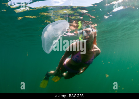 Mond Quallen und Skin Diver Golden Golden Jellyfish Lake Mikronesien Palau Stockfoto