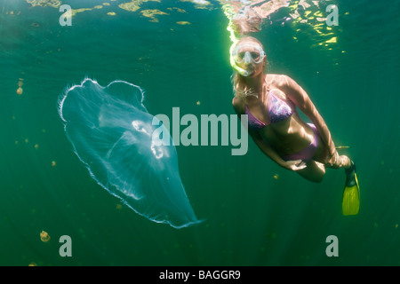 Mond Quallen und Skin Diver Golden Golden Jellyfish Lake Mikronesien Palau Stockfoto